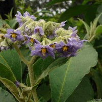 Solanum mauritianum Scop.